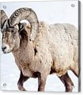 Big Horns On This Big Horn Sheep Acrylic Print