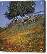 Hillside Wildflowers Acrylic Print