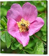 Hip Rose Bloom With A Bee Acrylic Print