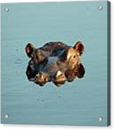 Hippo Forward Reflection Acrylic Print