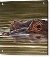 Hippo Painting Acrylic Print