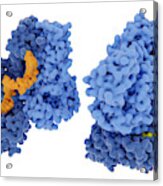Hiv-1 Reverse Transcriptase, Molecular Acrylic Print