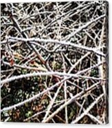 Hoar Frost Acrylic Print