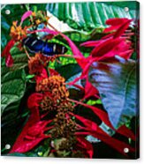 Holiday Butterfly Acrylic Print