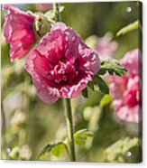 Hollyhock Acrylic Print