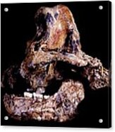 Homo Ergaster Skull (sk-847 And Sk-15) Acrylic Print