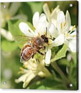 Honeybee And Honeysuckle Acrylic Print