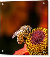 Honeybee At Work Acrylic Print