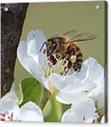 Honeybee On Apple Blossom Acrylic Print