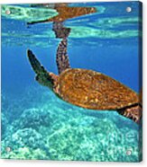 Honu Wings Up Acrylic Print