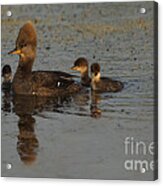 Hooded Merganser With Her Chicks Acrylic Print