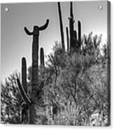 Horn Saguaro Cactus Acrylic Print