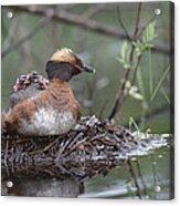 Horned Grebe On Nest With Chicks Acrylic Print