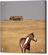 Horse And Barn Acrylic Print