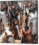 Horse Faces Acrylic Print