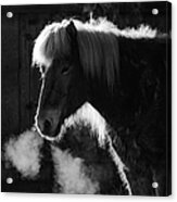 Horse In Black And White Square Format Acrylic Print