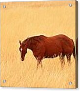 Horse In Meadow - Capitol Reef Park - Utah Acrylic Print