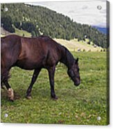 Horse In The Alps Acrylic Print