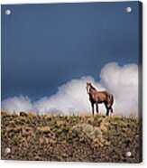 Horse In The Clouds Acrylic Print