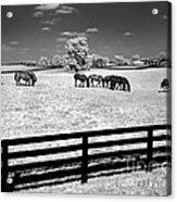 Horse Pasture Infrared Acrylic Print