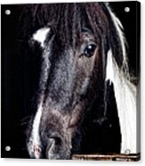 Horse Portrait Acrylic Print