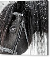 Horse With Mane Black And White Acrylic Print