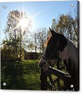 Horse With Sunburst Acrylic Print