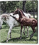 Horse Yoga Acrylic Print