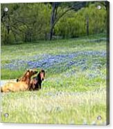 Horses And Bluebonnets Acrylic Print