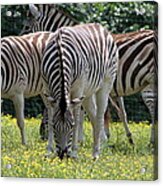 Four Zebras Grazing Acrylic Print