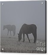 Horses In The Morning Fog Acrylic Print