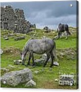 Horses On The Moors Of Dartmoor Acrylic Print