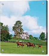 Horses Running Through Pasture Acrylic Print