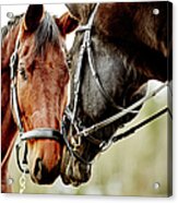 Horses Together Acrylic Print