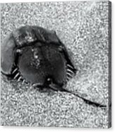 Horseshoe Crab In Black And White Acrylic Print