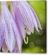 Hosta Acrylic Print