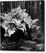 Hosta Wood And Bricks Acrylic Print