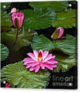 Hot Pink And Green Tropical Waterlilies Acrylic Print