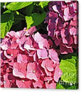 Hot Pink Hydrangea Acrylic Print