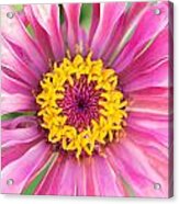 Hot Pink Zinnia Acrylic Print