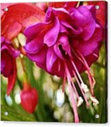 Hot Violet Acrylic Print