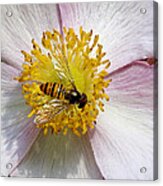 Hoverfly Feeding Acrylic Print