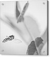 Hoverfly In The Pea Patch B/w Acrylic Print