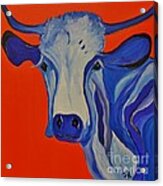 How Now Blue Cow Acrylic Print