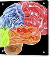 Human Brain Anatomy, Artwork Acrylic Print