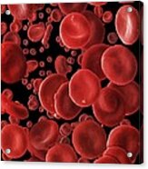 Human Red Blood Cells, Sem Acrylic Print