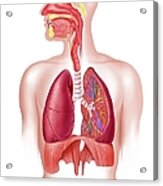 Human Respiratory System, Artwork Acrylic Print