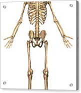 Human Skeletal System, Front View Acrylic Print