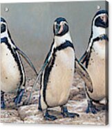 Humboldt Penguins Standing In A Row Acrylic Print
