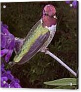 Humming Bird Acrylic Print